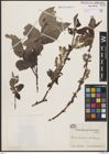 Foto von Salix buergeriana Miq.